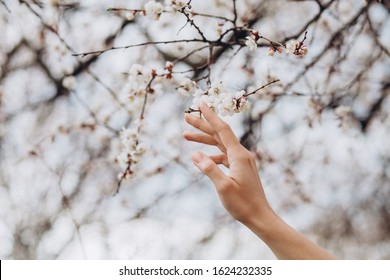 girl holds a branch of blossoming apricots in her hands. Close up of beautiful female hands holding a branch of blossoming fruit tree. delicate spring background. female hands on blurry background. - Powered by Shutterstock