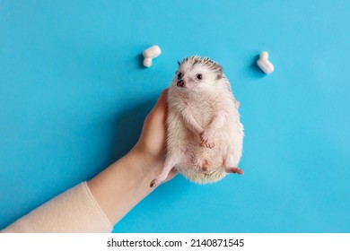 Girl holds cute funny hedgehog with headphones. Portrait of pretty curious muzzle of animal. Favorite pets. Atelerix, African hedgehogs. Selective focus. High quality photo