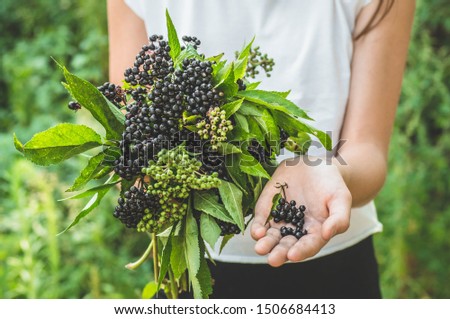 Girl holds in hands clusters fruit black elderberry in garden (Sambucus nigra). Elder, black elder. European black elderberry background