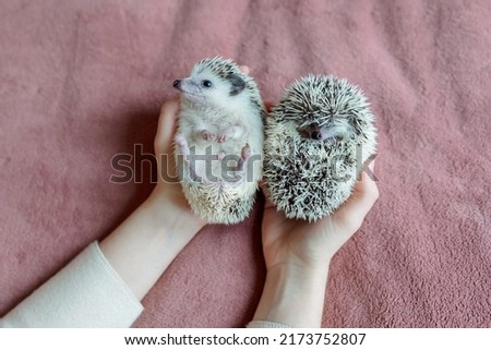Girl holds two cute hedgehogs in her hands. Portrait of pretty curious muzzle of animal. Favorite pets. Atelerix, African hedgehogs. High quality photo