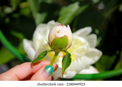 The Girl Holds A White Peony Bud In Her Hand