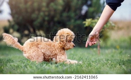 The girl, the hostess of the cute brown poodle, is training her dog in the lawn, she with his arm shows his place and tells him to follow the instruction.