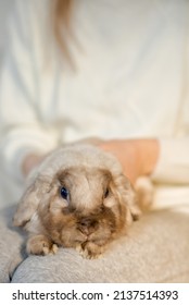 Girl Hugs A Cute White Rabbit At Home.a Girl With A Rabbit, Bunny Pet. Close Up