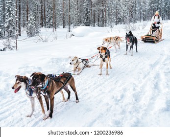 Girl In Husky Dog Sled In Finland In Lapland In Winter.