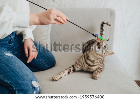a girl in jeans and a white shirt sits on a beige sofa in the rivers black toy for a cat, a girl plays with a gray black cat, the cat has an open mouth, the walls are white