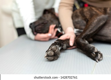 The Girl Keeps Her Dog Breed Pit Bull Terrier On The Procedure At The Table At The Vet.