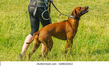 A Girl Leads A Red Dog On A Leash After Overcoming An Obstacle Course