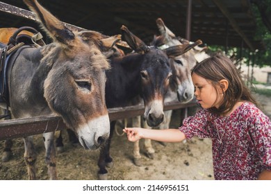 a girl with long hair in a red dress with flowers hugs donkeys and feeds them hay on a farm in summer. farmer kid - Powered by Shutterstock