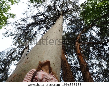 The girl looks up at the trunk of a tall eucalyptus tree growing in the reserve. Bottom view