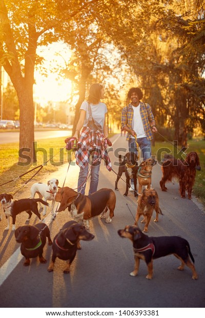Girl and man dog walker walking with a group dogs in
the park