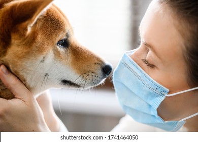 A girl in a medical mask and a dog of the Shiba Inu breed look yey to yey.  In difficult times of the self-isolation during a pandemic, the only close friend for real communication for a man is a dog. - Powered by Shutterstock