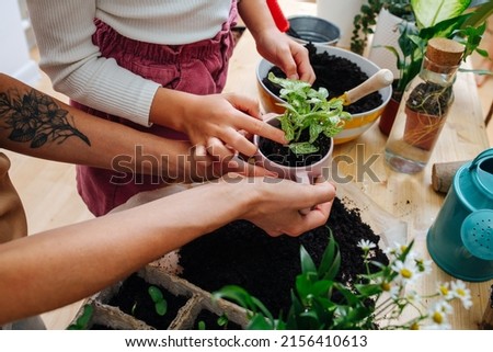 Image, Stock Photo Woman hands showing to girl young seedlings in pot