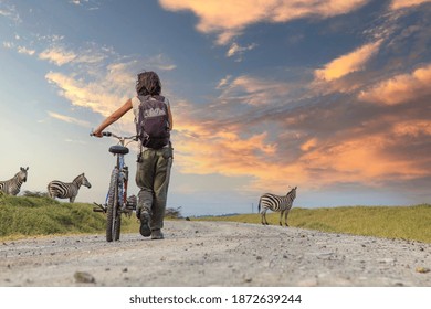 A Girl On A Bike Next To Zebras In Naivasha In Hells Gate Park At Sunset, Kenya