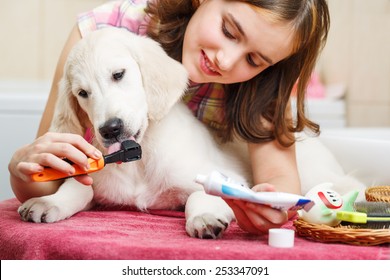 Girl Owner Is Cleaning Teeth Of Retriever Puppy After Shower