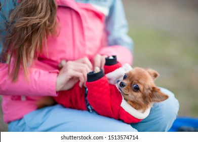 Girl Owner In Track Suit Dressing Her Little Chihuahua Dog In Animal Clothes Outdoors