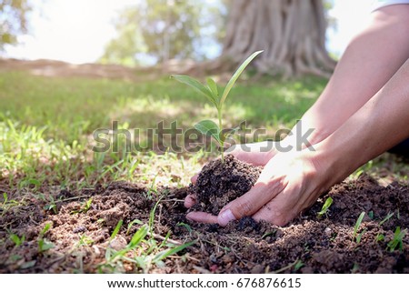 Girl and parent holding young plant in hands. Earthday concept. 
 