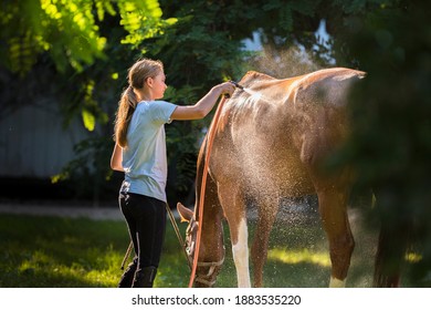  Girl Performs Care Treatments. Horse Care