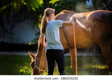  Girl Performs Care Treatments. Horse Care