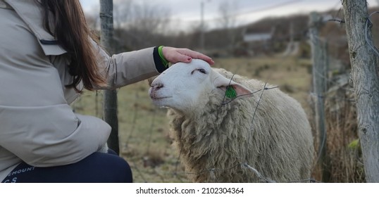 Girl Petting A White Fluffy Sheep Through A Fence On A Winter Day