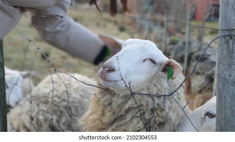 Girl Petting A White Fluffy Sheep Through A Fence On A Winter Day