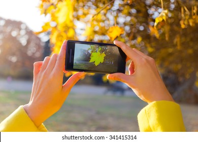 Girl Photographed Golden Maple Leaf On A Smartphone Camera