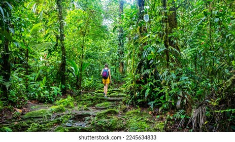 girl photographer walks through dense Costa Rican tropical rainforest; hiking through the jungle in Costa Rica's braulio carrillo national park near san jose - Shutterstock ID 2245634833