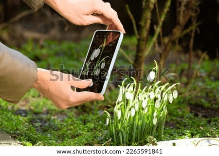 A girl photographs blooming snowdrops on a mobile phone in the spring outdoors. Women's hands take a picture of snowdrops on the phone.