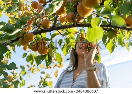 Similar – Image, Stock Photo Woman picking apples with basket in her hands