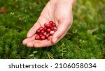Girl picking berries in the woods. Handful (Fistful) of red cranberries. Fresh berries. No people. Only the hands, palms.