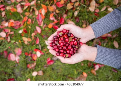 Girl picking berries in the woods. She carried a handful of red cranberries. Damp and humid. Those girls are not visible, only the hands, palms. - Powered by Shutterstock