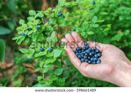 Similar – Foto Bild Kulturheidelbeeren im Garten