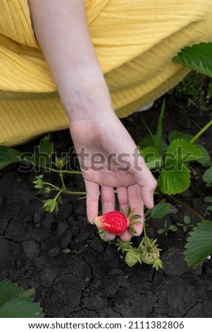 girl picking strawberries in the strawberry garden
