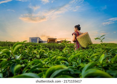 girl picking tea leaves,Beautiful asian woman Harvesting tea leaves in the morning, tea leaves in the field of tea, - Shutterstock ID 2171155617