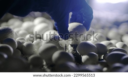 The girl picks a mushroom. Mushroom cultivation farms. Farm for growing mushrooms champignons. Eco Products for vegetarians. Healthy food without GMOs. Agricultural production, agribusiness.