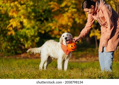 Girl in a pink raincoat gives golden retriever puppy in bright orange bandana a pumpkin shape or jack o lantern bucket. Halloween main symbol and a qute dog. Training dog outside
