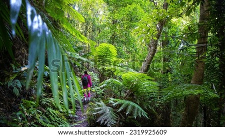 Girl in pink tracksuit hikes in Gondwana rainforest and admires beautiful tree ferns and other plants, Dorrigo National Park, waterfall way, New South Wales, Australia	