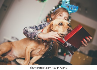 Girl In Plaid Shirt Sitting With Her Small Yellow Dog And Opening Christmas Gift