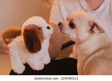 Girl Playing With Animals At Home. Anxiety When Meeting. Distrust Of A Stranger. The Dog Looks At The Puppy With Apprehension.