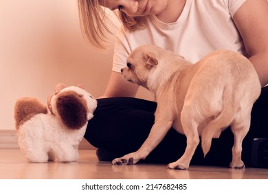 Girl playing with dog at home. Chihuahua is afraid of a toy dog. Caution and apprehension when meeting. Cowardice.The dog is afraid of a fight.