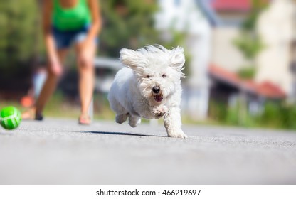 Girl Playing Fetch With Hairy Dog