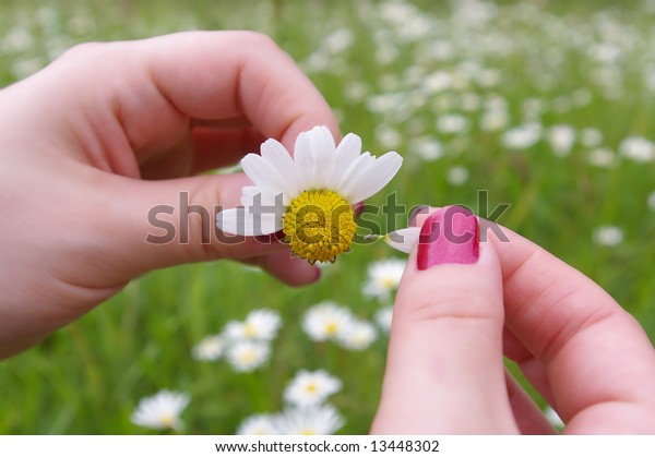 A girl playing He loves me, he loves me not by\
tearing off petals of a daisy