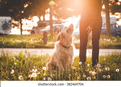 Girl Playing With Her Golden Retriever Dog In Summer Park, Soft Focus With Sun Flare Effect.