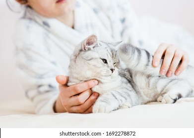 Girl playing with a little kitten.The girl's hands caress and caress the cat. British breed of kittens.Emotions of grace, gestures.Hands of a young girl.