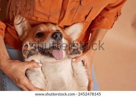 Similar – Image, Stock Photo Faithful dog Dog