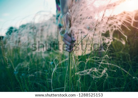 The girl plucks the feather grass. A woman in a summer dress collects a bouquet of wild flowers. A woman's hand tears several stems of a plant.