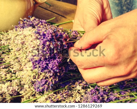 Girl prepare aromatical medicinal herbs for bedrooms. Nice bunch of  fresh lavender  (Lavandula angustifolia)