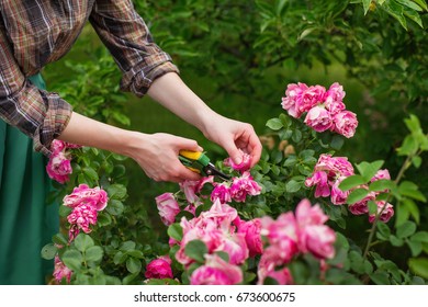 Girl Prune The  Bush (rose) With Secateur In The Garden