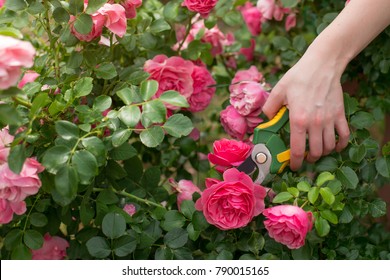 Girl Prune The  Bush (rose) With Secateur In The Garden, Close-up