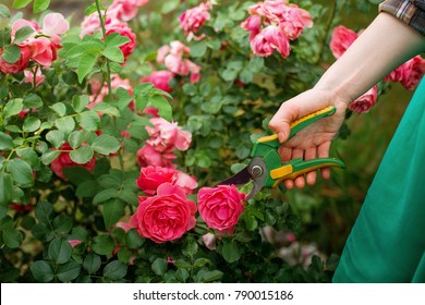 Girl Prune The  Bush (rose) With Secateur In The Garden