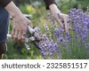 lavender garden
